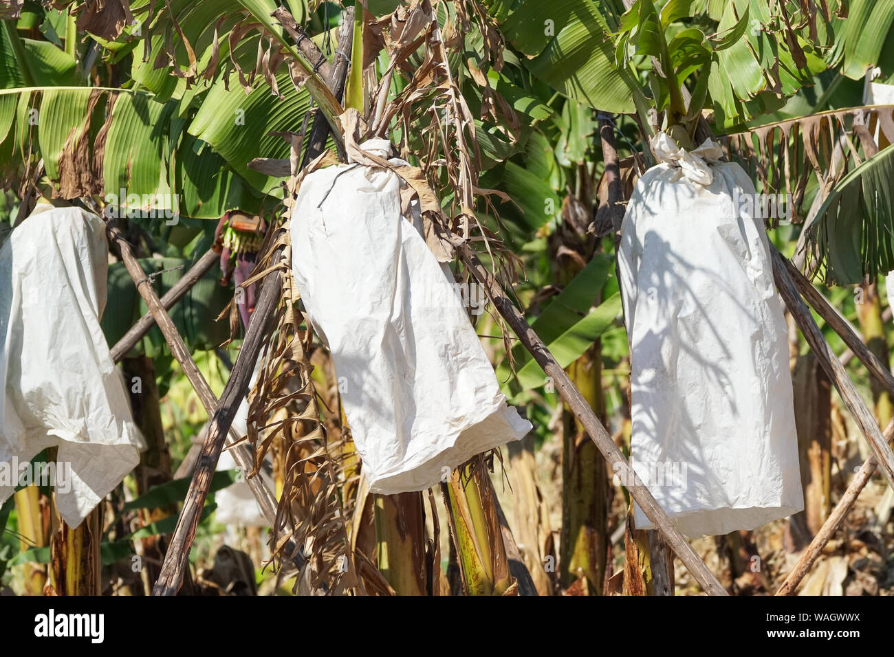 close up of white plastic bags covering large banana bunches on a