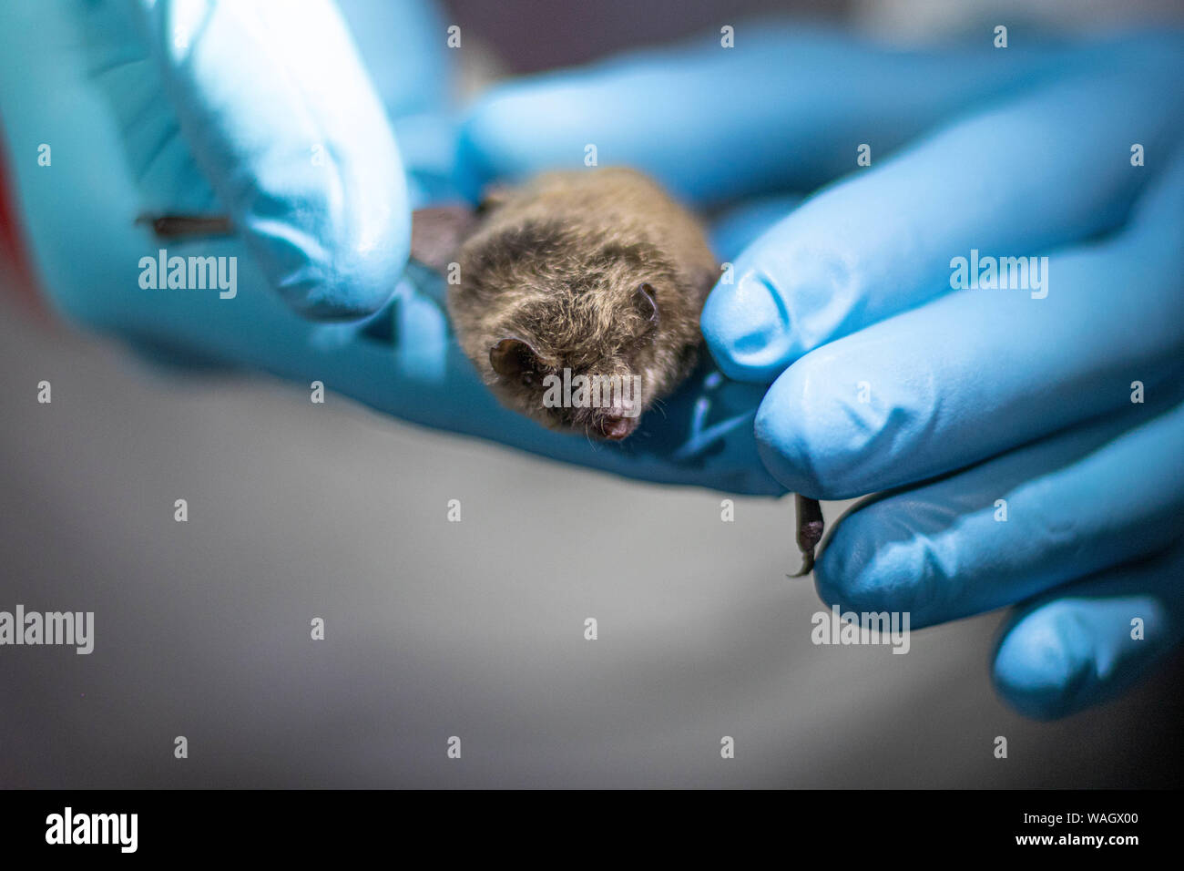 Wildlife researchers carefully collect data from a bat captured via mist net, Northern California. Stock Photo