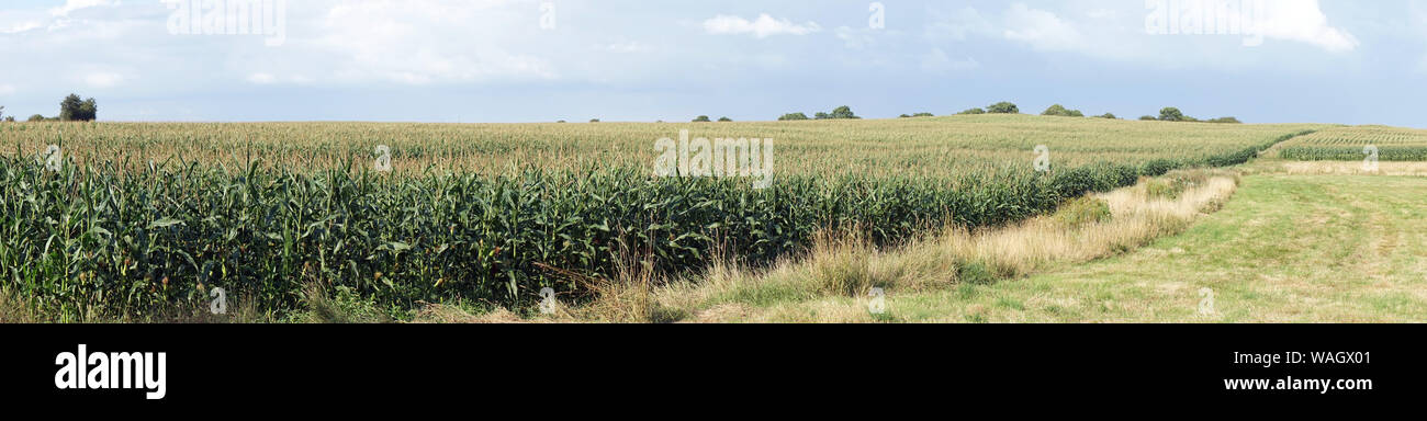 Corn field in Denmark Stock Photo