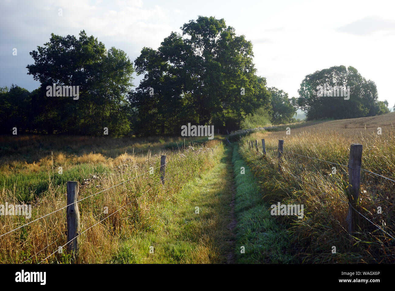 Footpath on pasture in Denmark Stock Photo