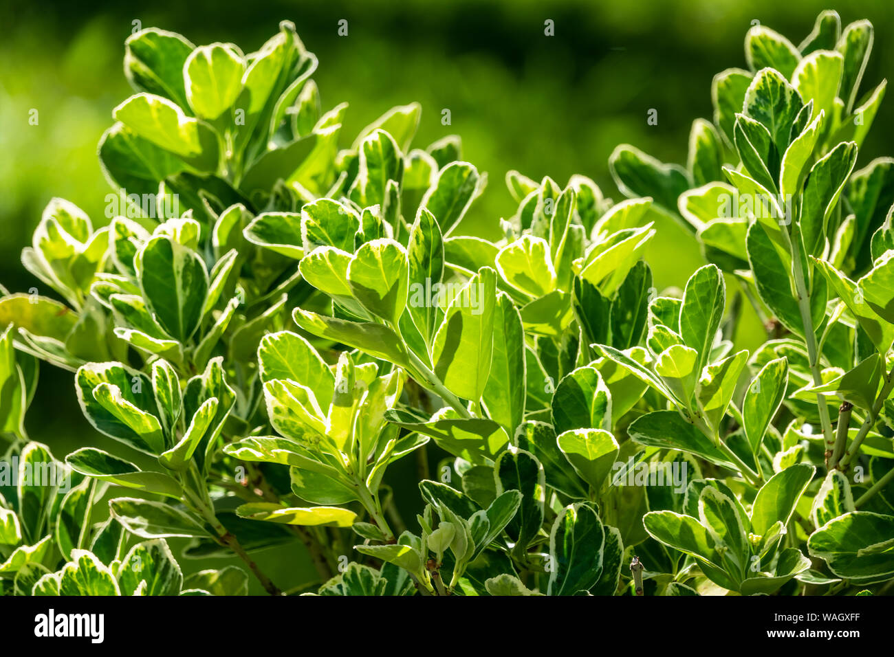 Green leaves with white edges lit by the setting sun. Green leaves