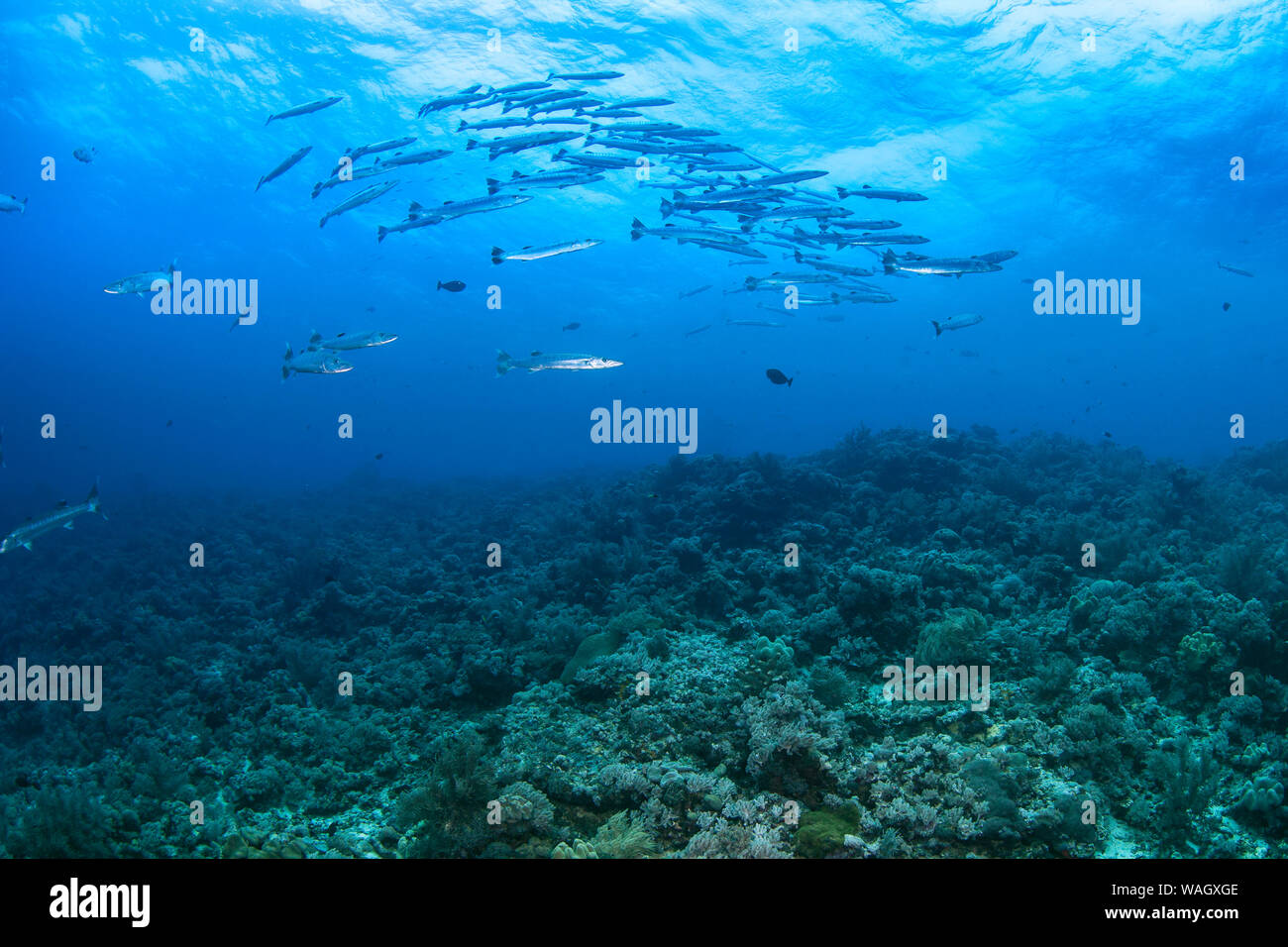 School of Great Barracuda (Sphyraena barracuda) in the deep blue of the South China Sea. Stock Photo