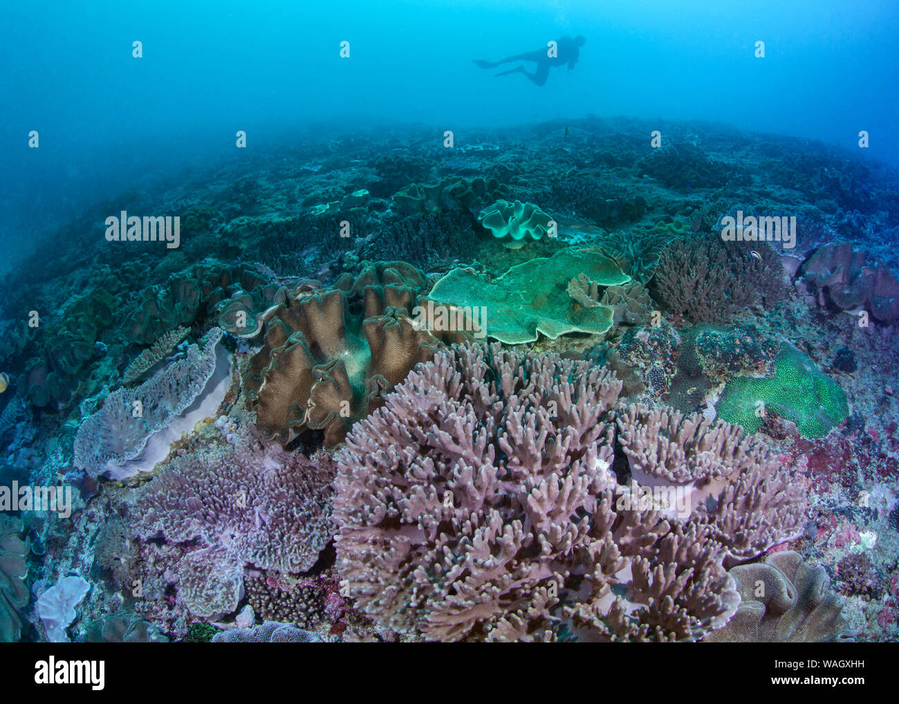 Large coral colonies on sea floor in Nusa Lembongan near Bali, Indonesia. Stock Photo