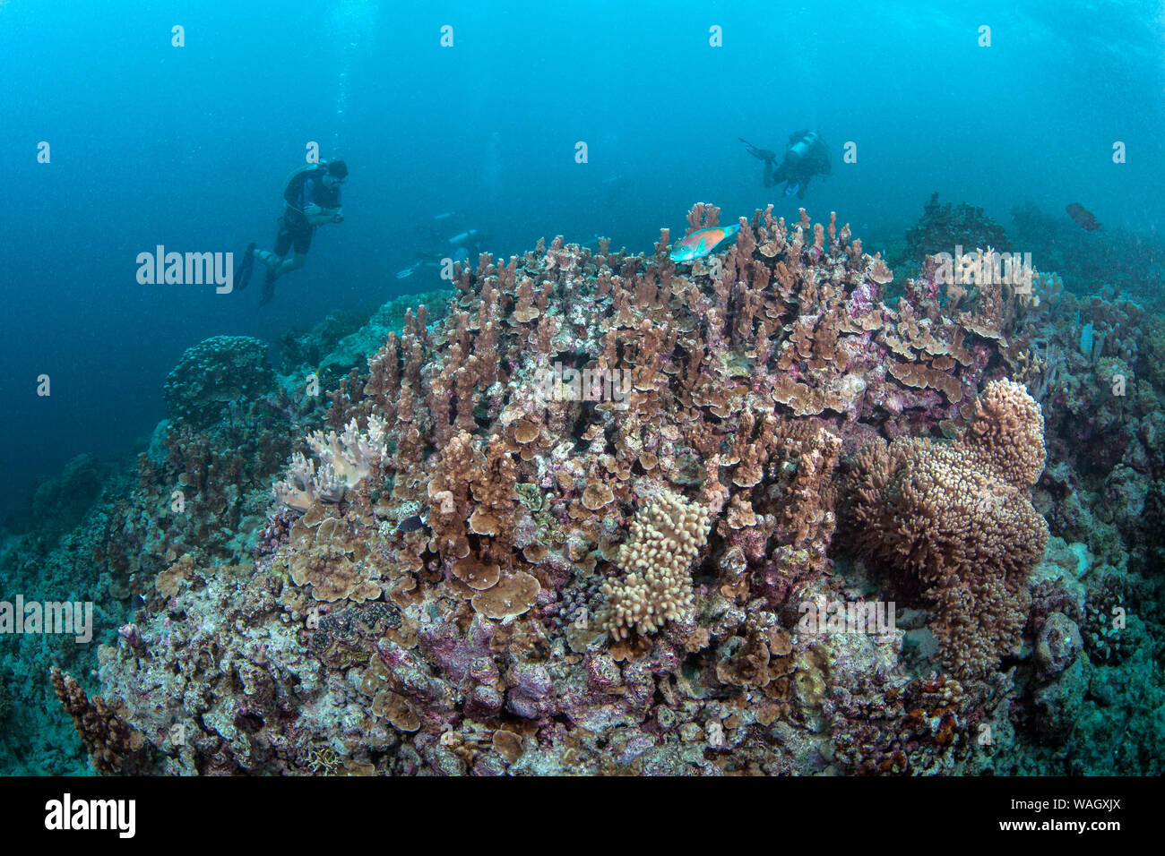 Scuba divers explore decaying coral reefs around the Spratly Islands in the South China Sea. July, 2014 Stock Photo