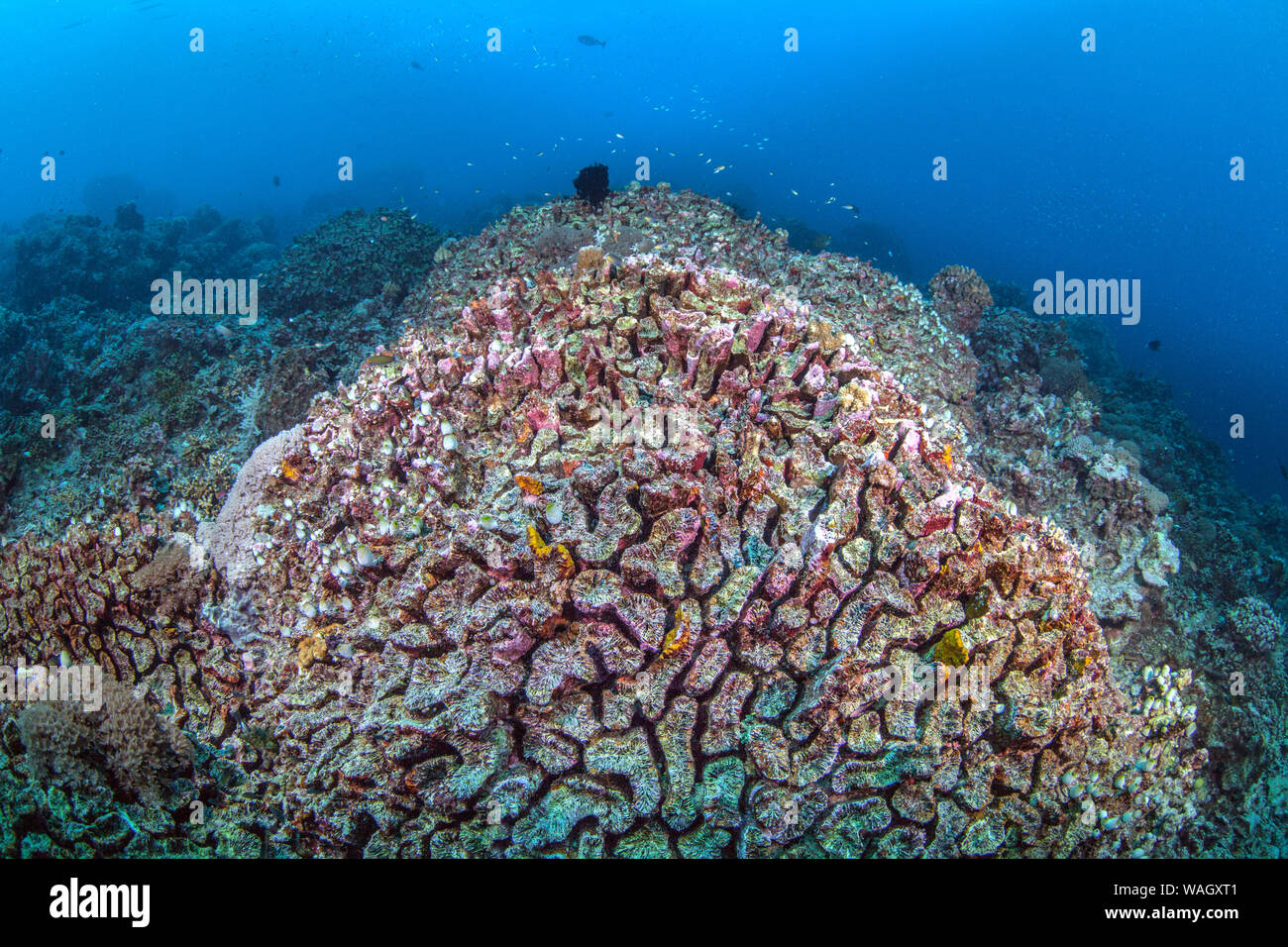 Dead brain coral in the foreground in a reef of decaying corals. Spratly Islands, South China Sea. July, 2014 Stock Photo