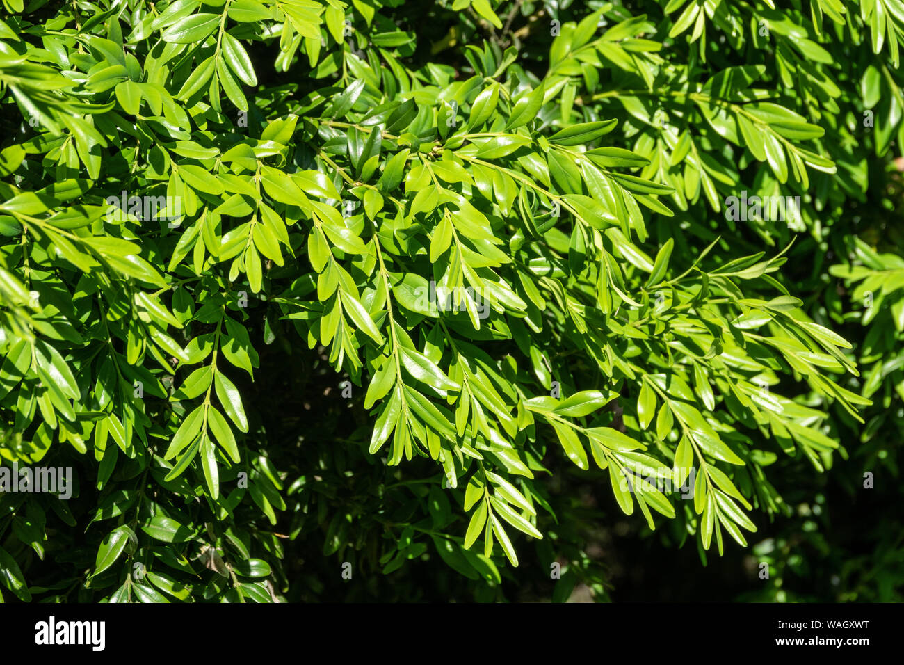 Buxus sempervirens tree small garden hi-res stock photography and ...