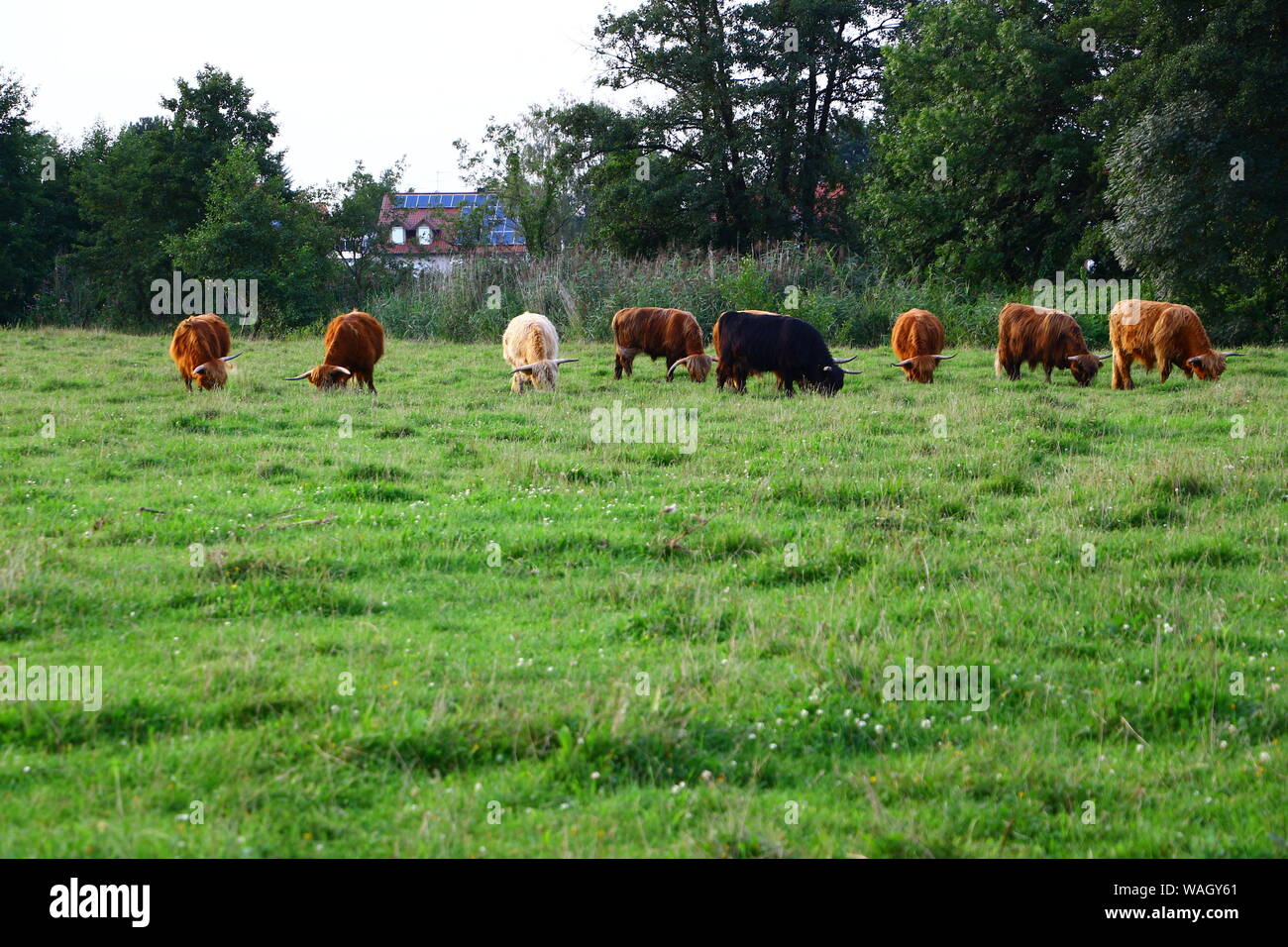 Schottische Hochlandrinder auf einer Weide in Bad Gögging, einem Ortsteil von Neustadt an der Donau in Bayern Stock Photo