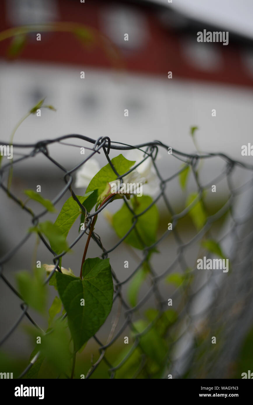 Growing over fence hi-res stock photography and images - Alamy