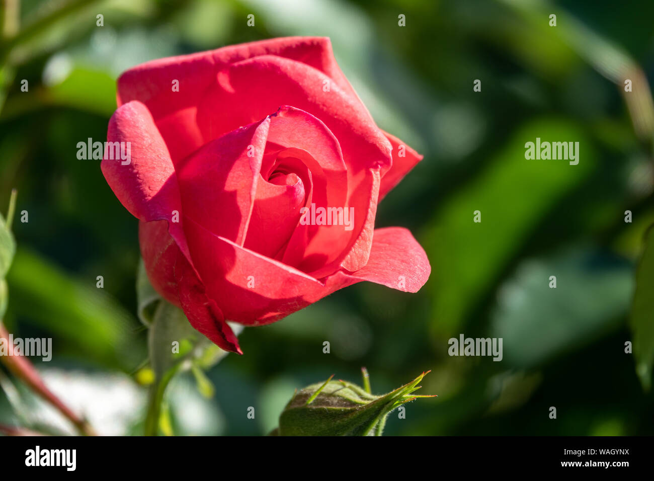 Beautiful red rose flower on a green blurred background. Red rose ...