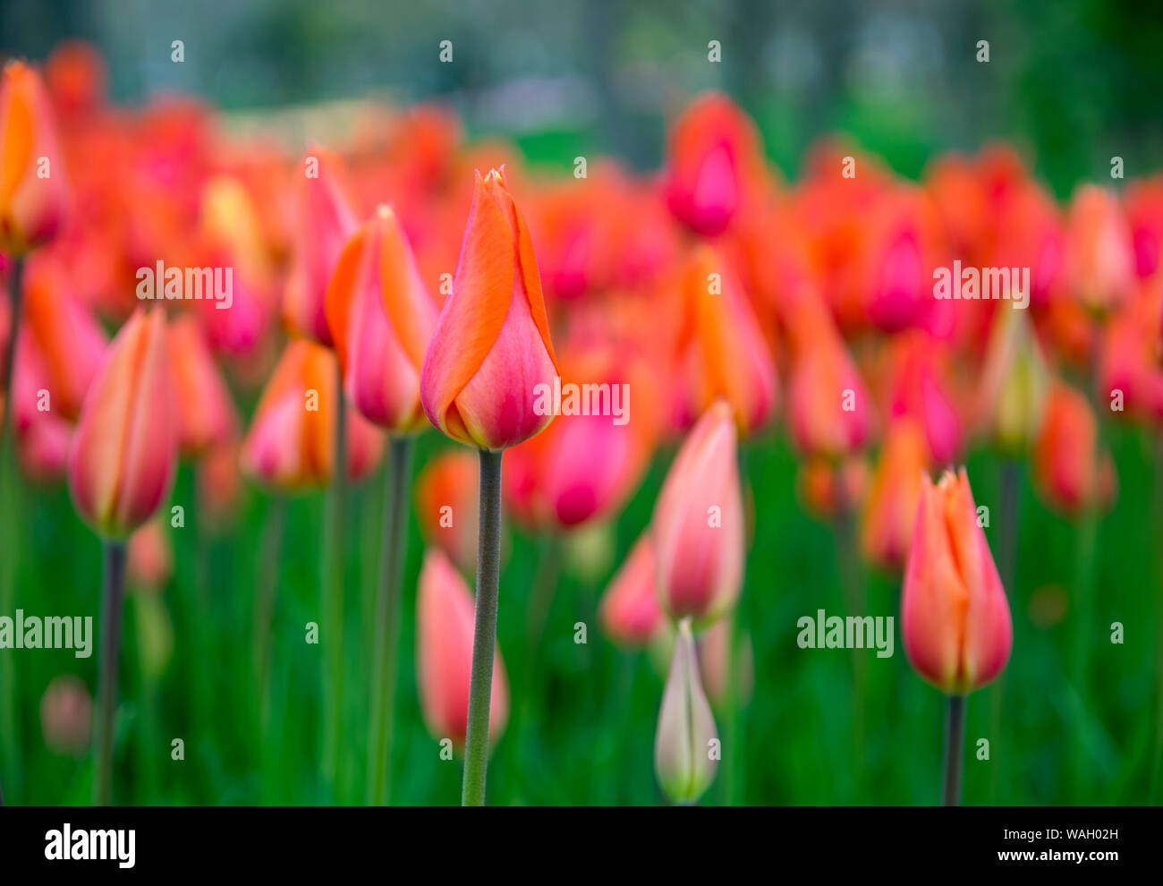 Beautiful tulip close-up, spring flowers tulips blossom in the garden, pink tulips. Stock Photo