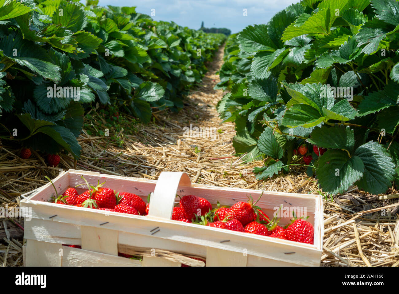 Strawberry fields in Germany, outdoor plantation with ripe sweet red