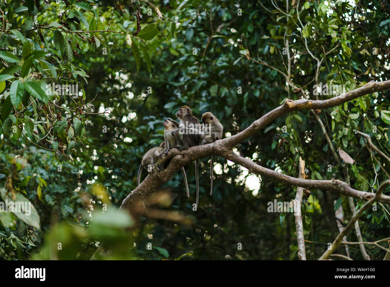 4 apes sitting on tree in borneo jungle wildlife Stock Photo