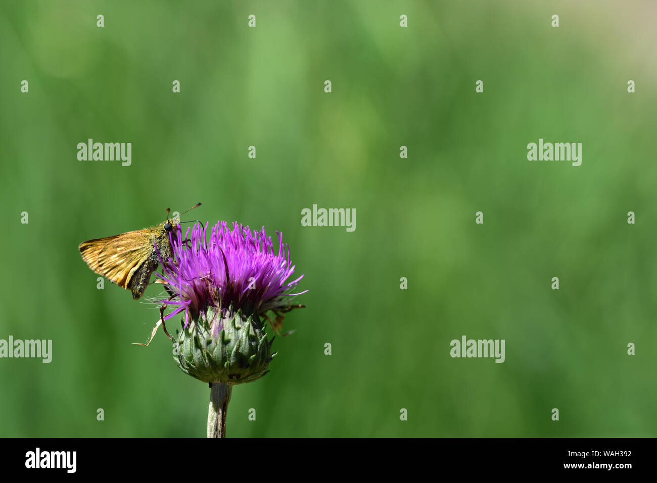 A small brown butterfly is sitting at a purple blossom in front of green background Stock Photo