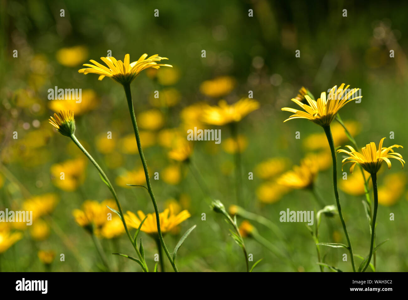 Yellow wild flowers are blooming on a spring meadow Stock Photo