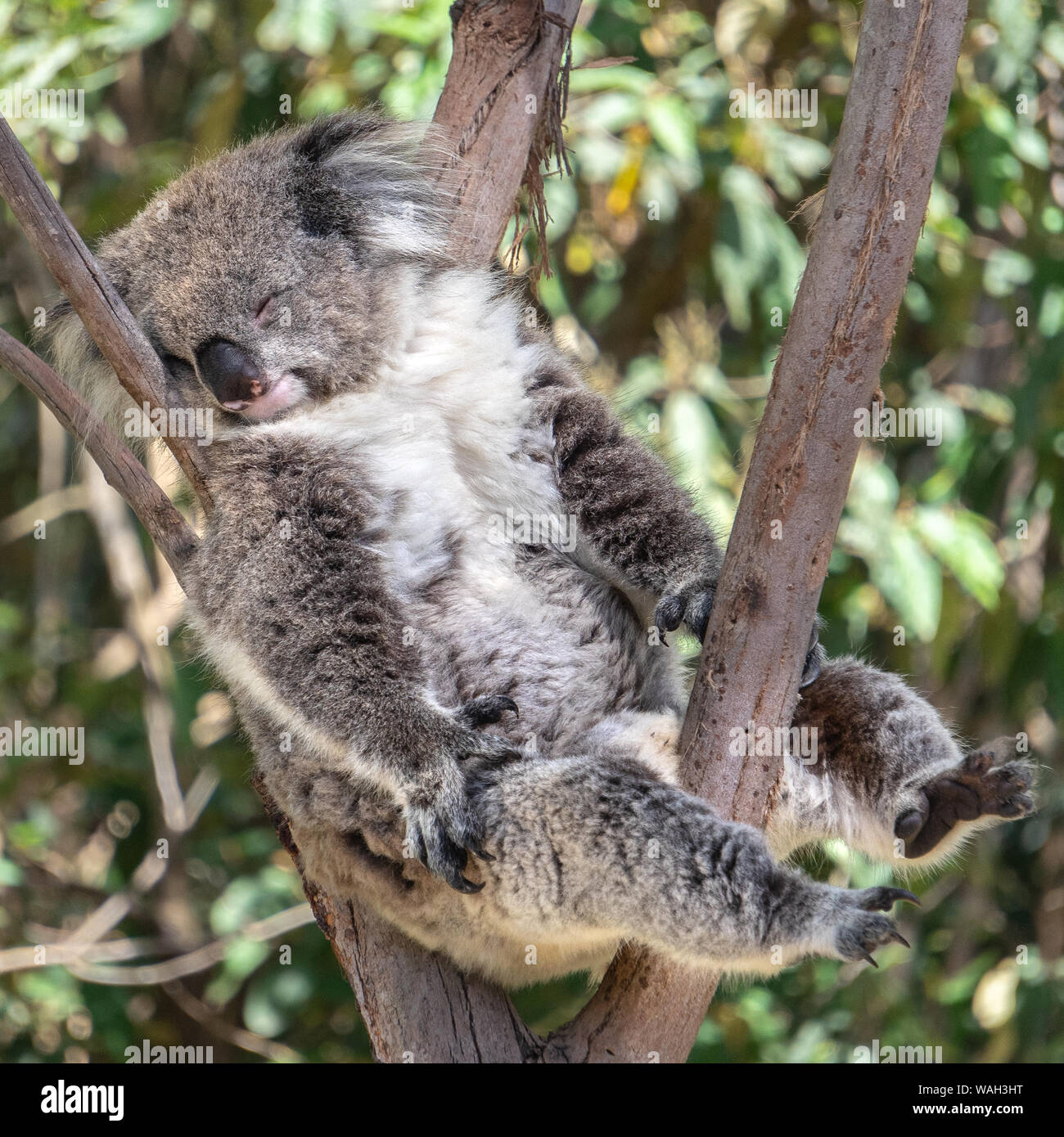 sleeping-koala-in-a-tree-WAH3HT.jpg