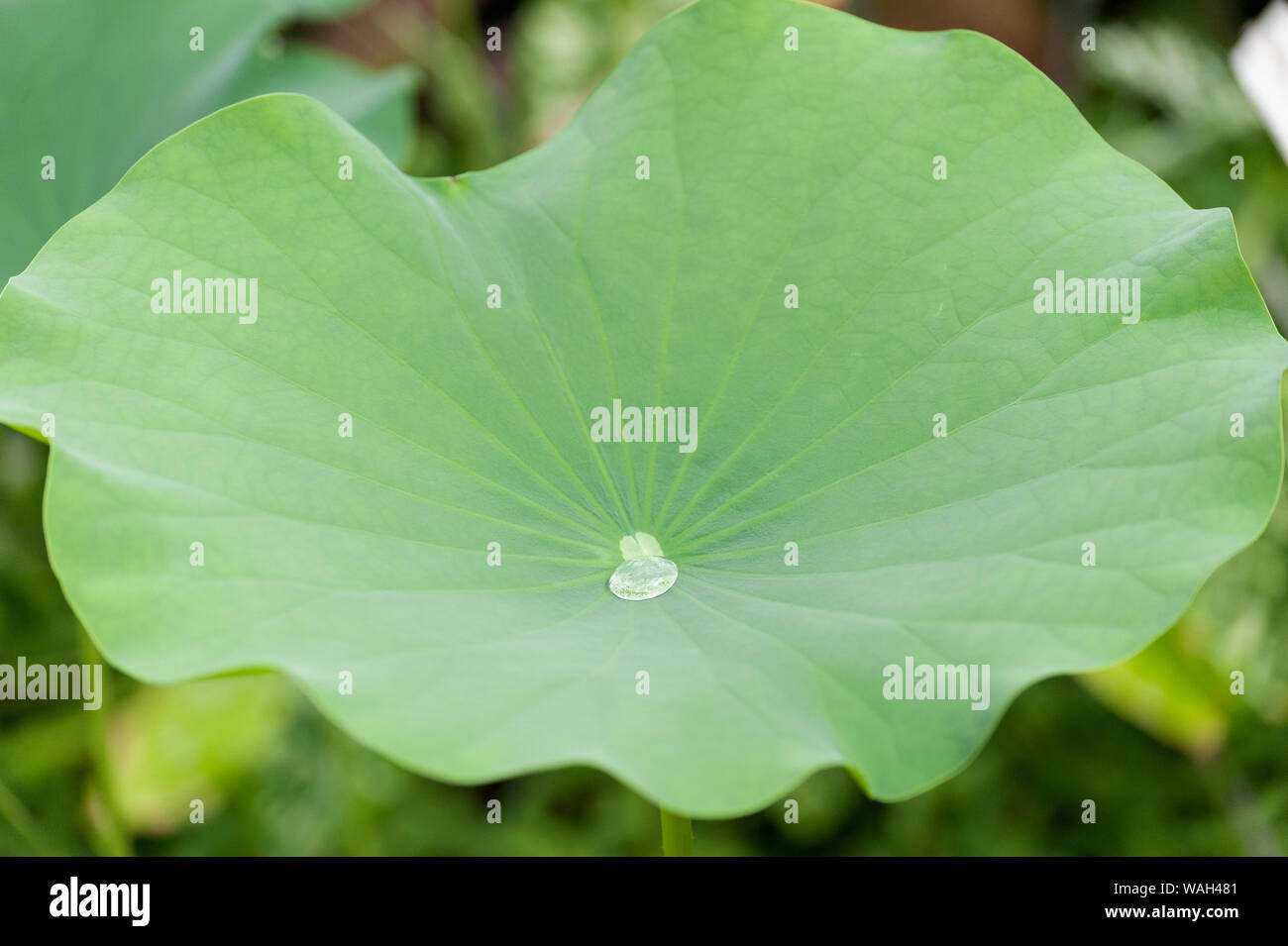 A drop of moisture on the waterrepellent leaf of a lotus Stock Photo Alamy