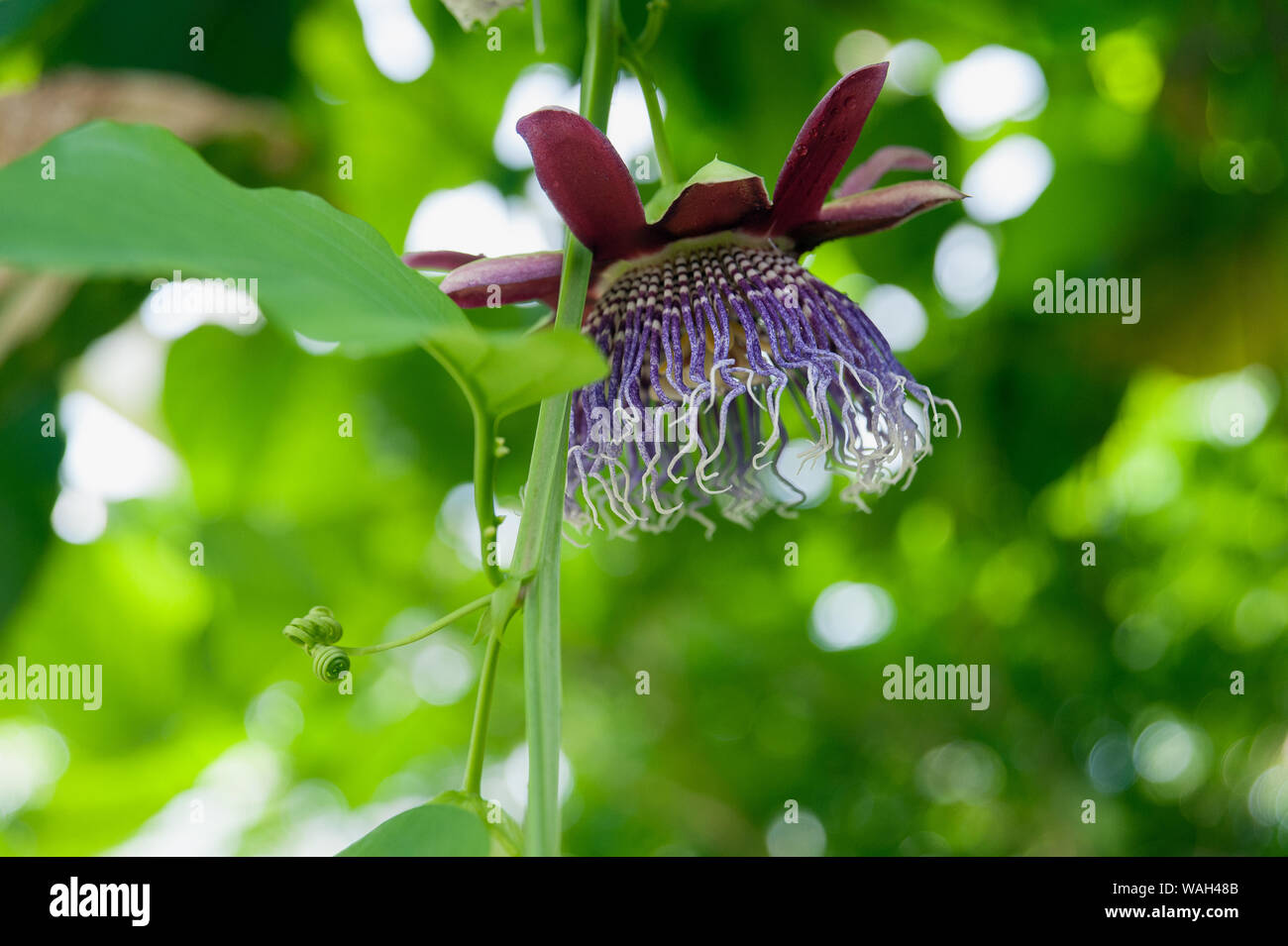 A passionflower Stock Photo