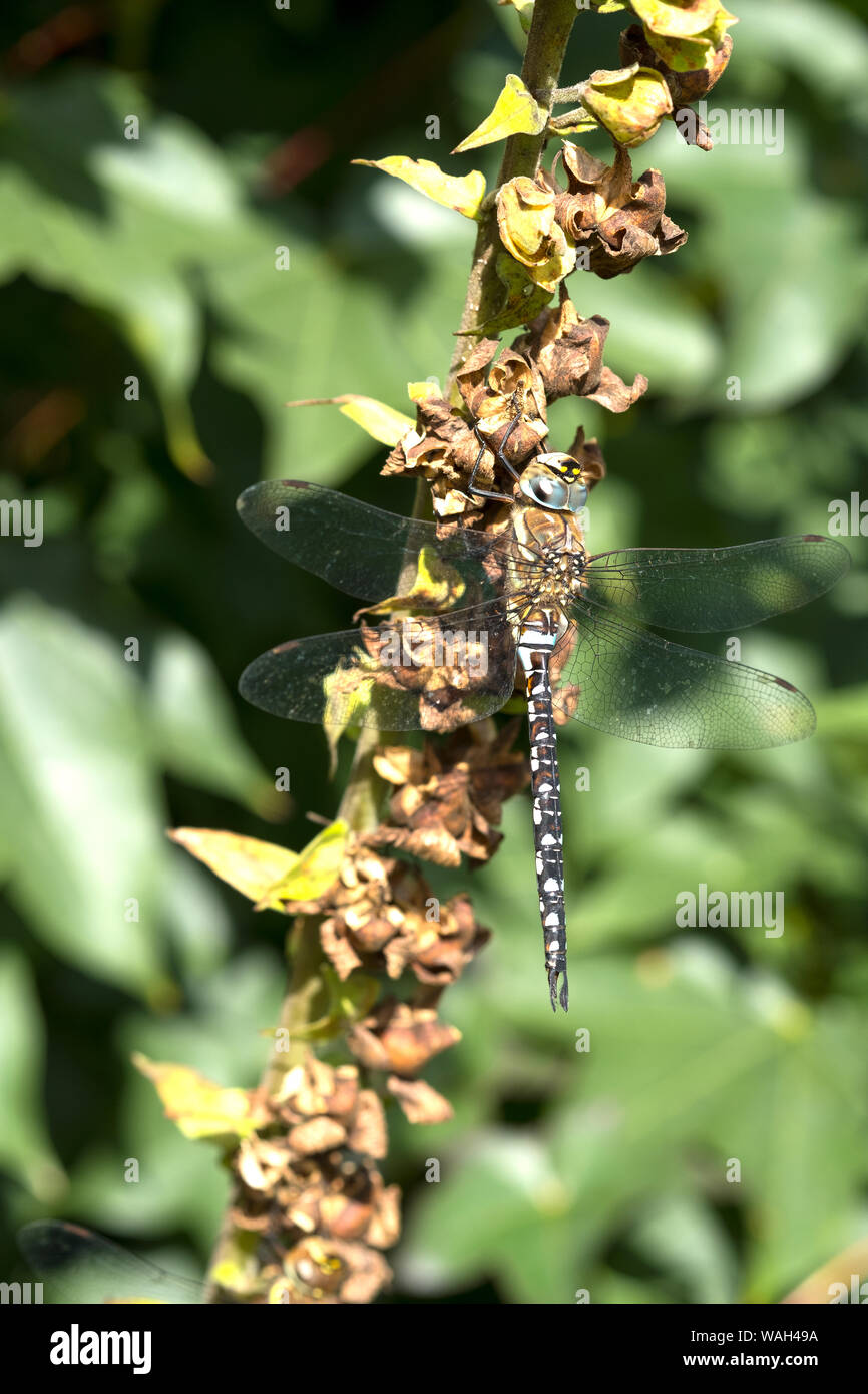 Dragonfly isolated on a plant stem Stock Photo - Alamy