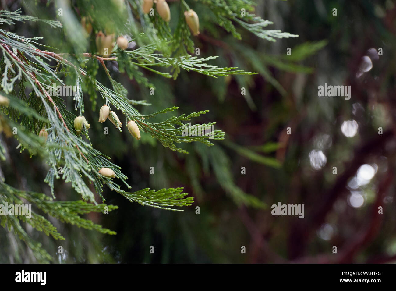 Incense cedar tree seeds Stock Photo Alamy
