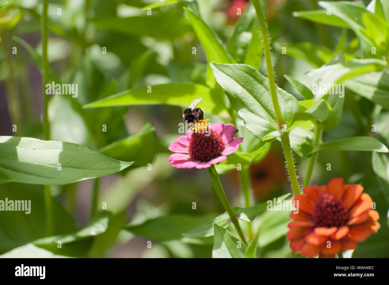 Worker bee collects honey hi-res stock photography and images - Alamy