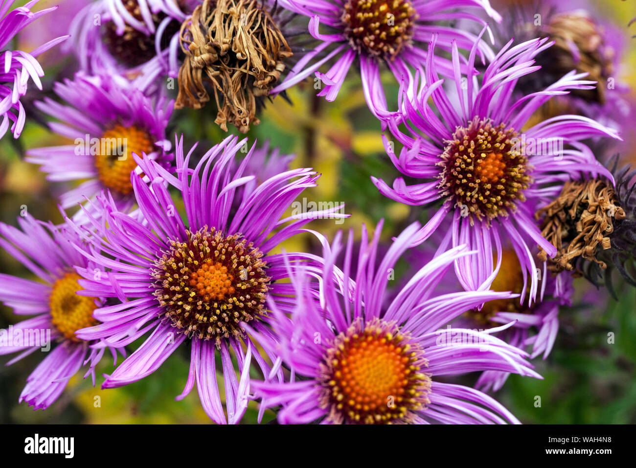 New England Aster 'Purple Dome' Michaelmas daisies Stock Photo