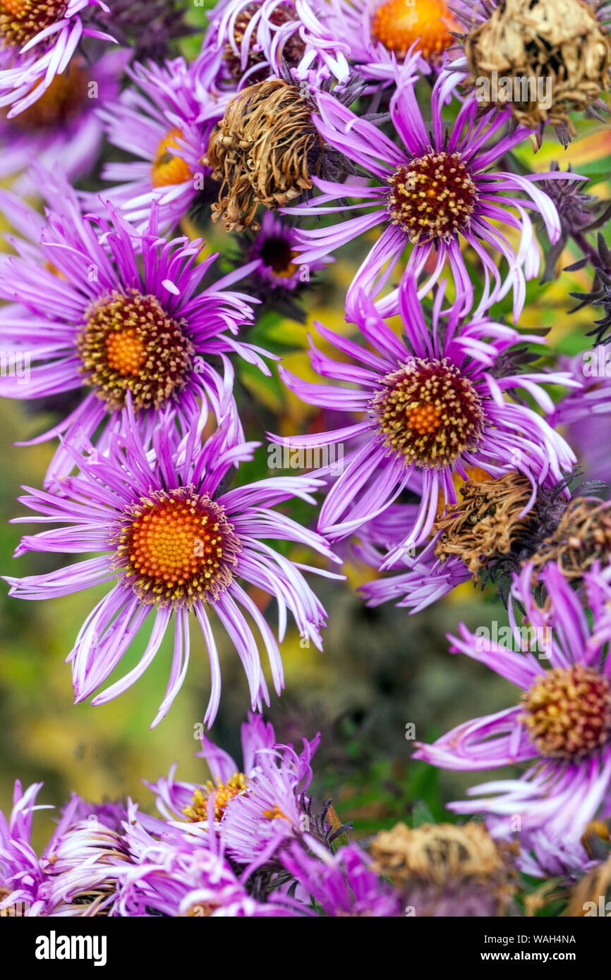 New England Aster, Symphyotrichum novae-angliae 'Purple Dome' Asters Stock Photo