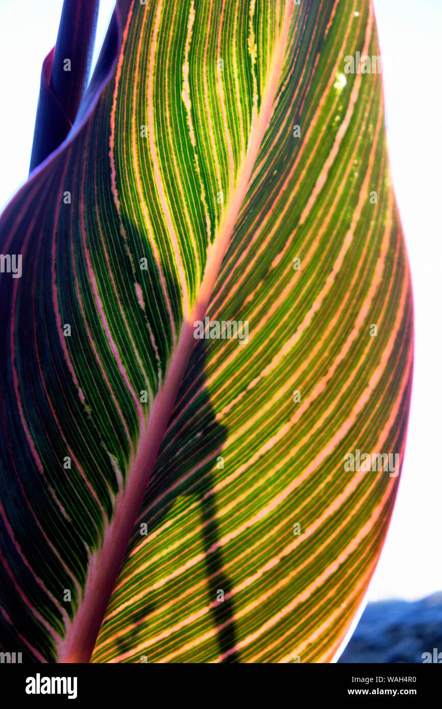 Leaf of Canna Phasion lily plants backlit with sunshine highlighting  structure and colour of leaves in July summer London England UK  KATHY DEWITT Stock Photo
