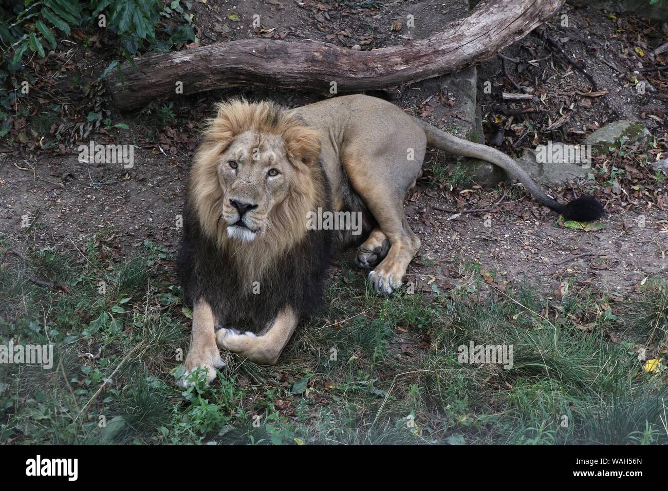 ZSL London Zoo's big cats Asiatic lions given giant seesaw to celebrate World Lion Day 7 August 2019  London UK Stock Photo