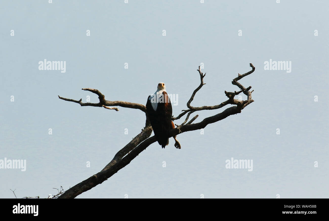 African fish eagle (Haliaeetus vocifer), Busanga Plains. Kafue National Park. Zambia Stock Photo