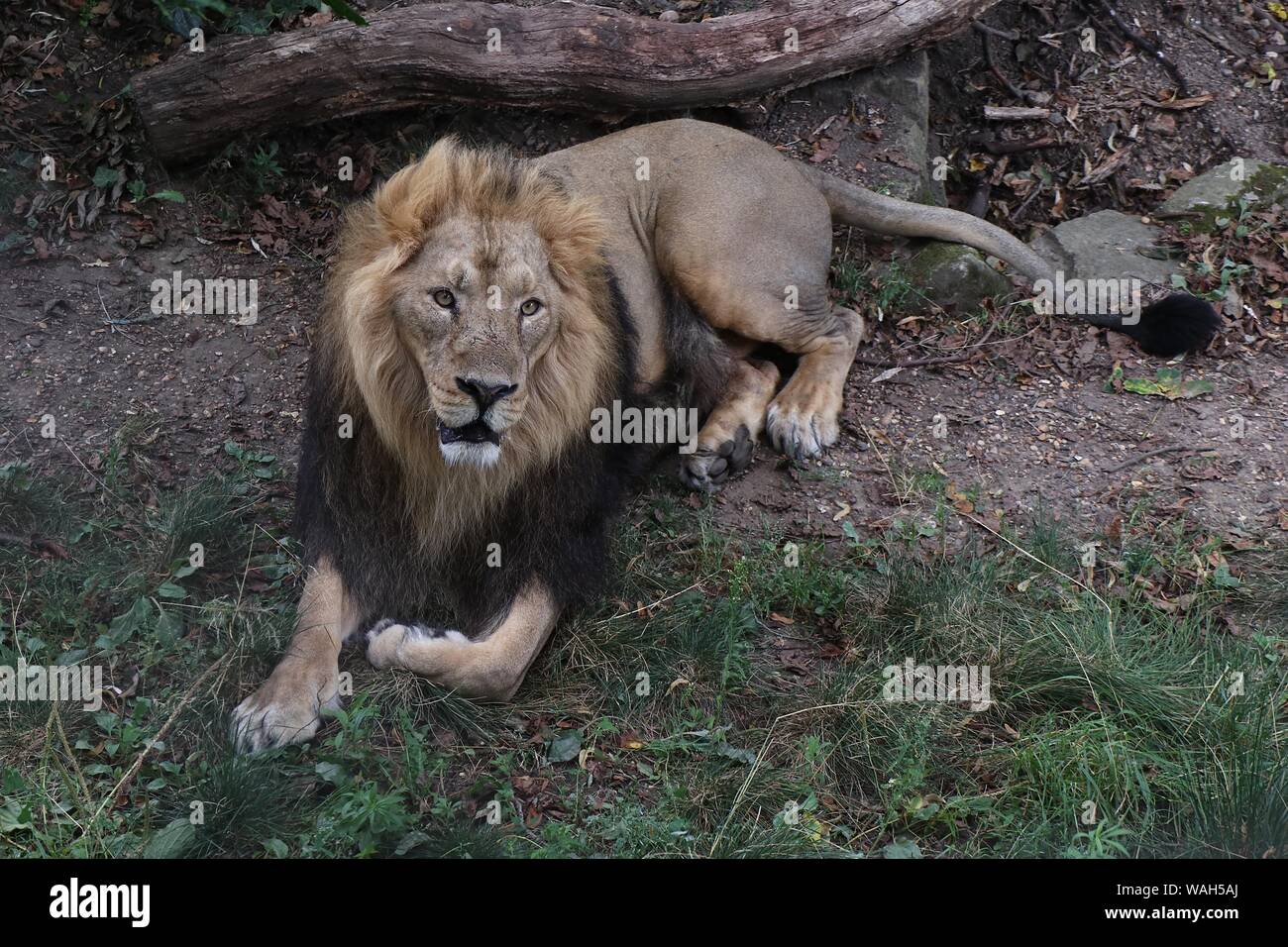 ZSL London Zoo's big cats Asiatic lions given giant seesaw to celebrate World Lion Day 7 August 2019  London UK Stock Photo