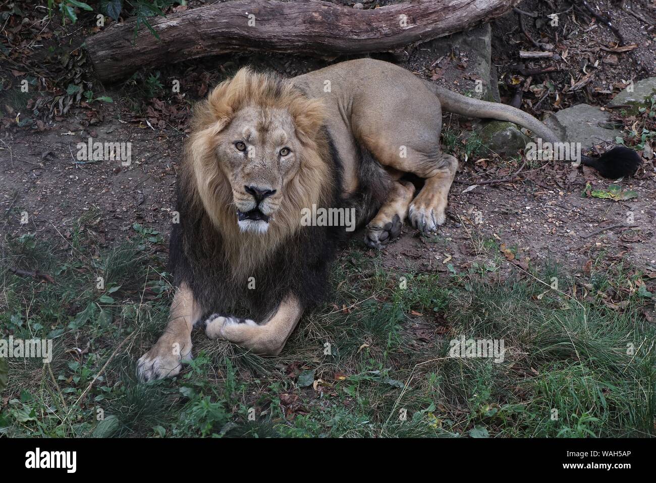 ZSL London Zoo's big cats Asiatic lions given giant seesaw to celebrate World Lion Day 7 August 2019  London UK Stock Photo