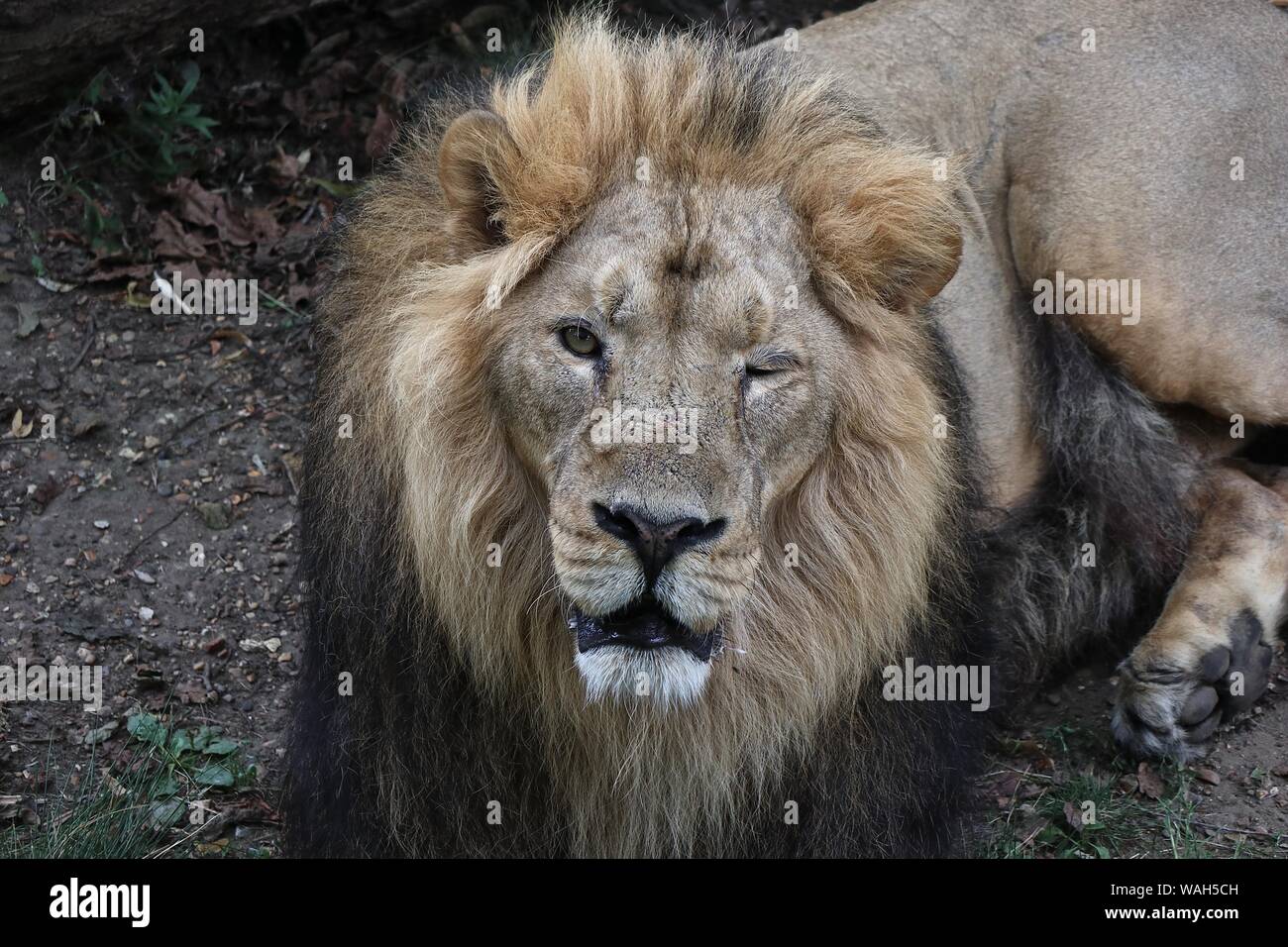 ZSL London Zoo's big cats Asiatic lions given giant seesaw to celebrate World Lion Day 7 August 2019  London UK Stock Photo