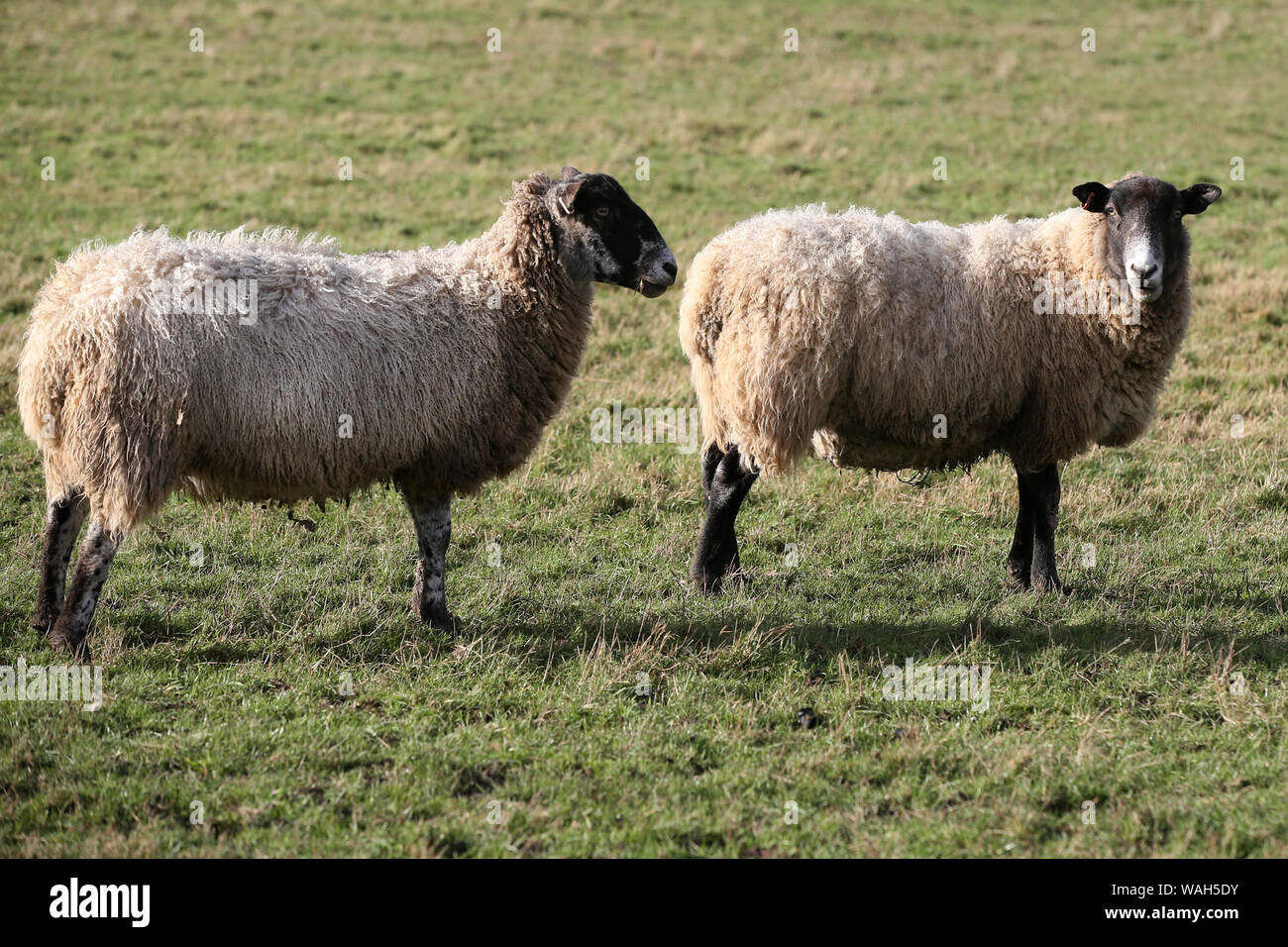 2 sheep - ovis aries - in a a field viewed side on Stock Photo