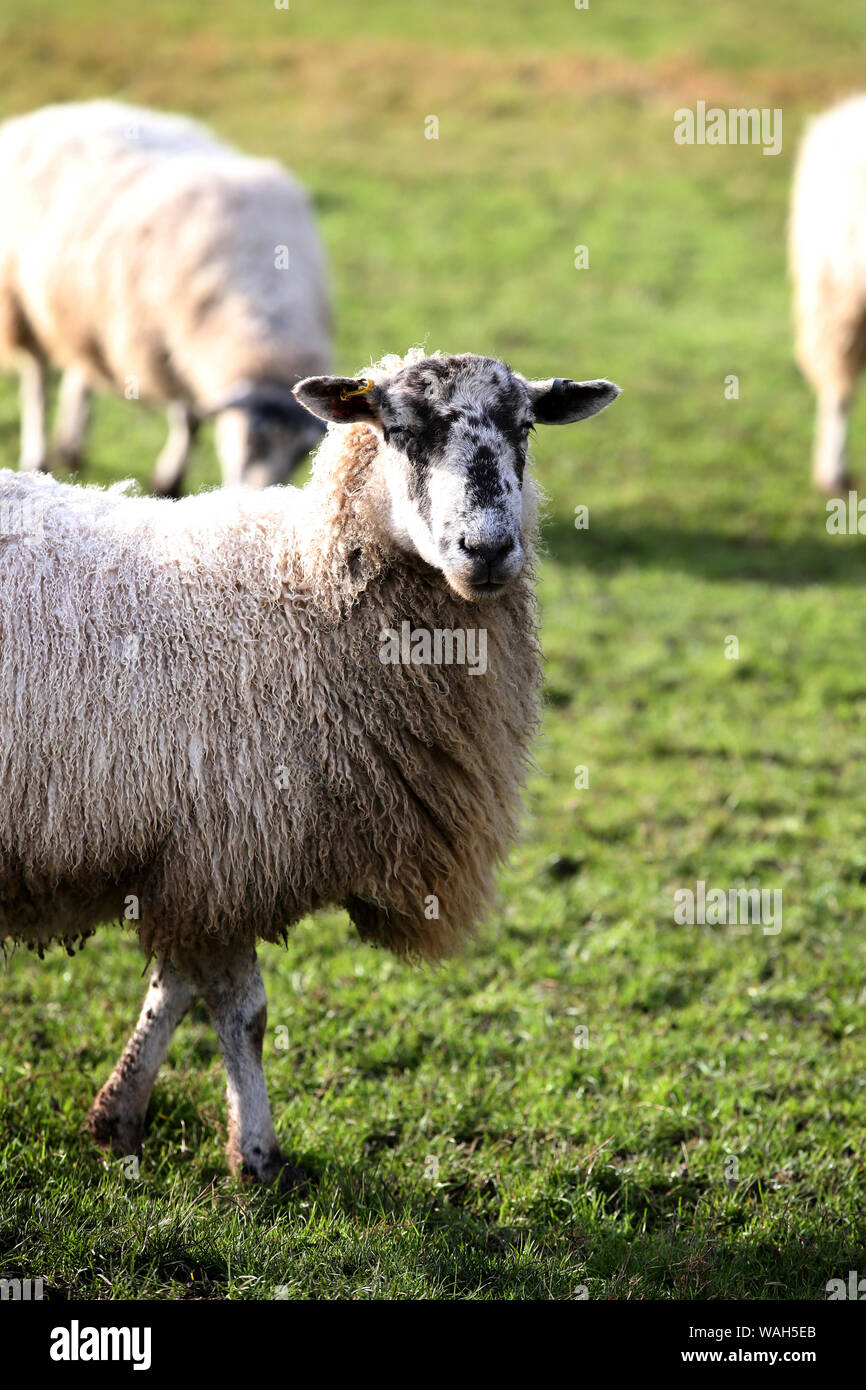 A sheep - ovis aries - looking towards the camera Stock Photo