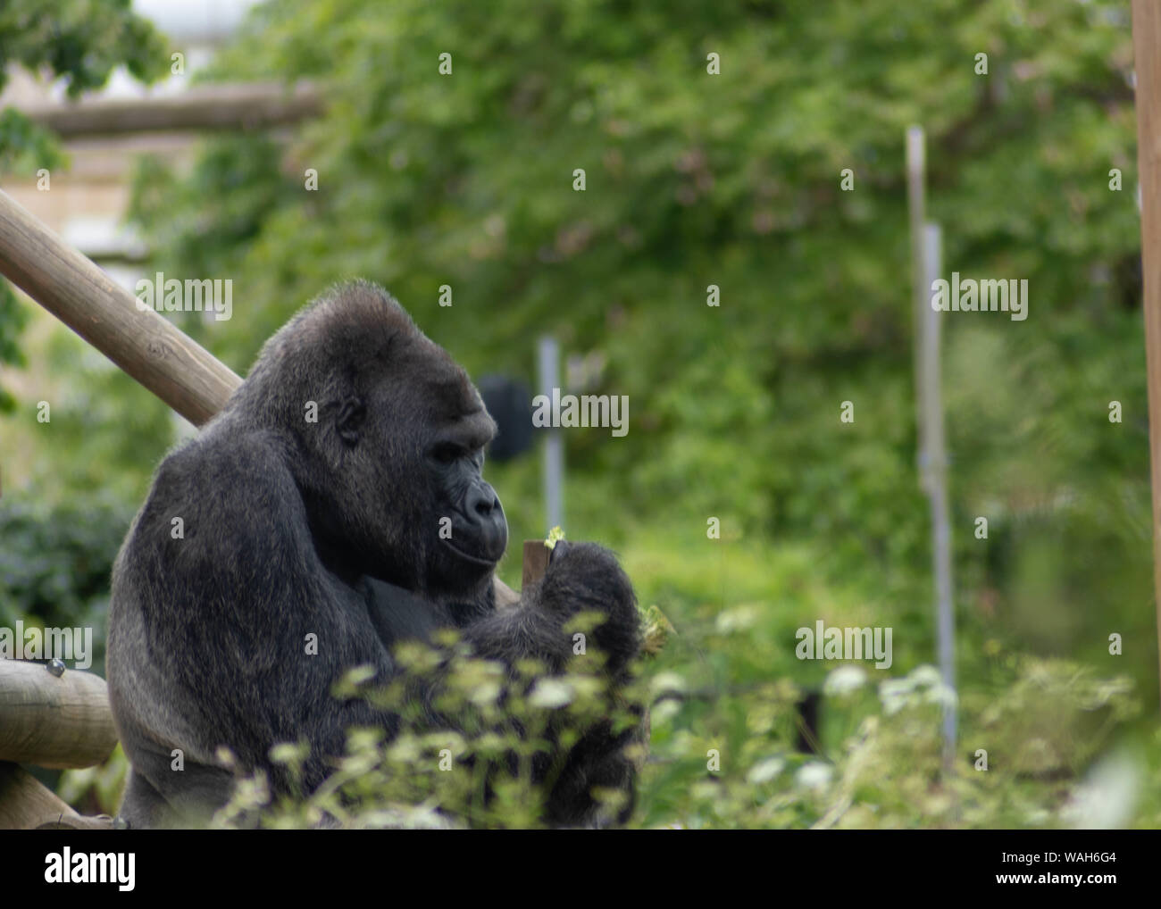 western lowland silver back gorilla enjoying a while eating Cauliflower Photo - Alamy