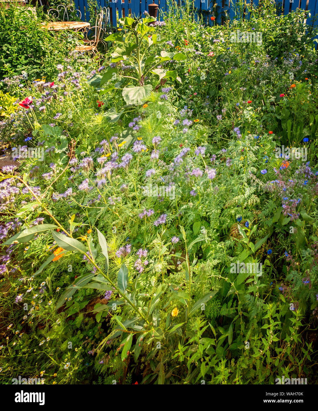 Garden full of wild flowers hi-res stock photography and images - Alamy