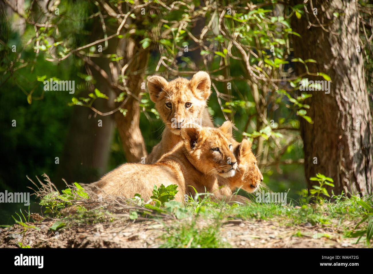 Shot of three lion cubs at Port Lympne Reserve Stock Photo