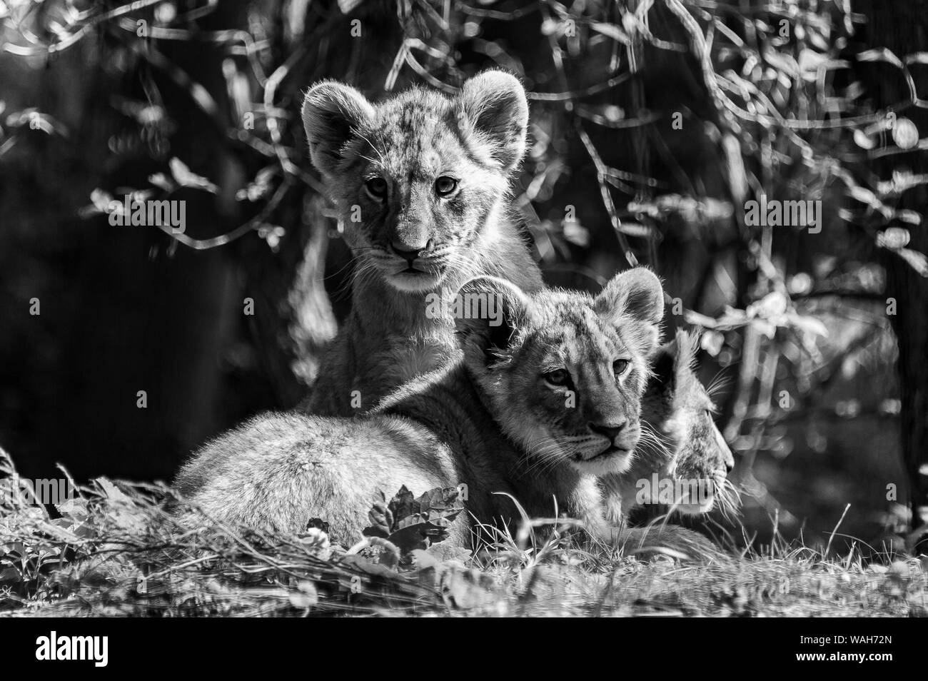 Black and white shot of three lion cubs at Port Lympne Reserve Stock Photo