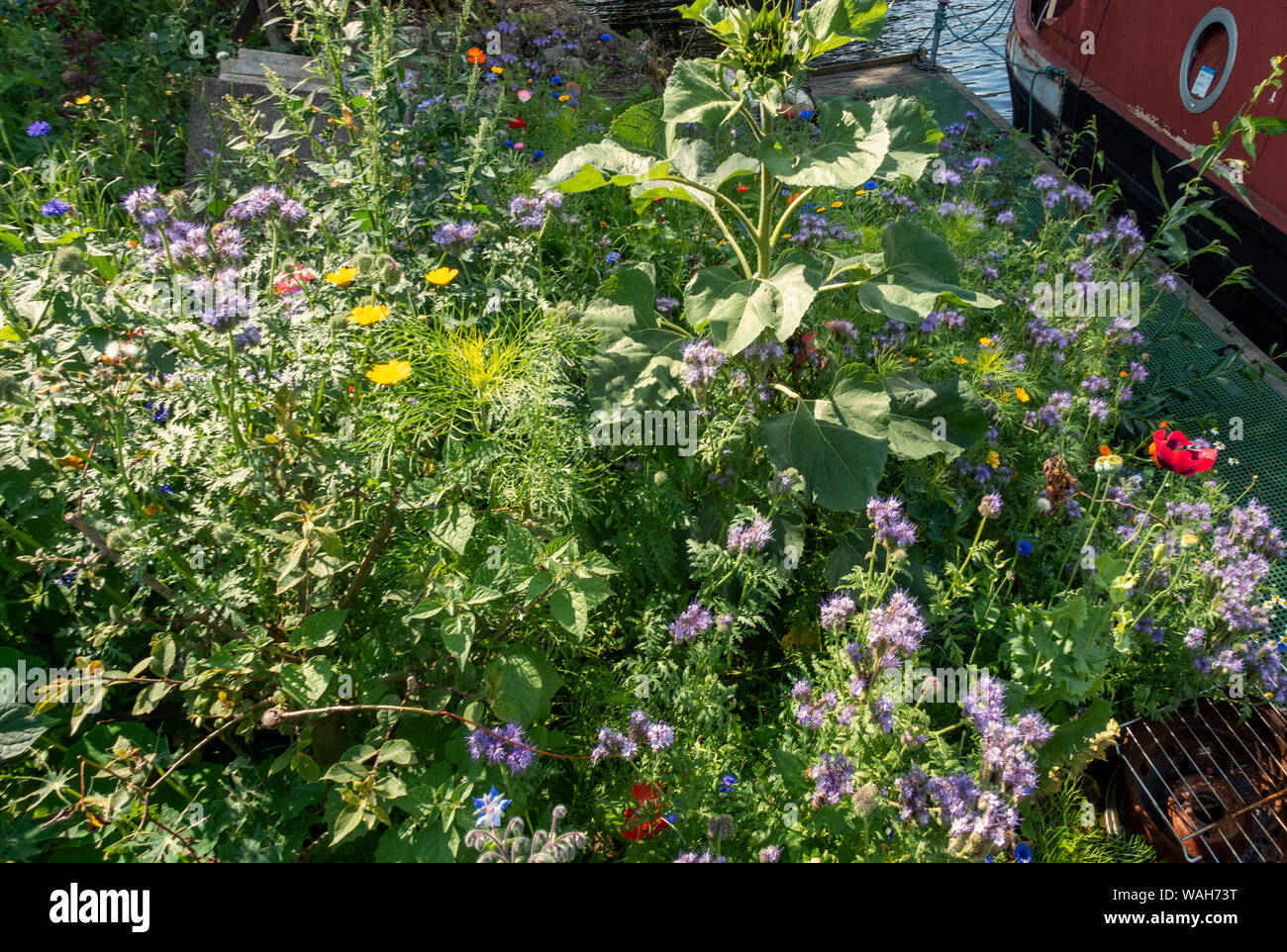 Closeup of small English garden full of wild flowers Stock Photo - Alamy
