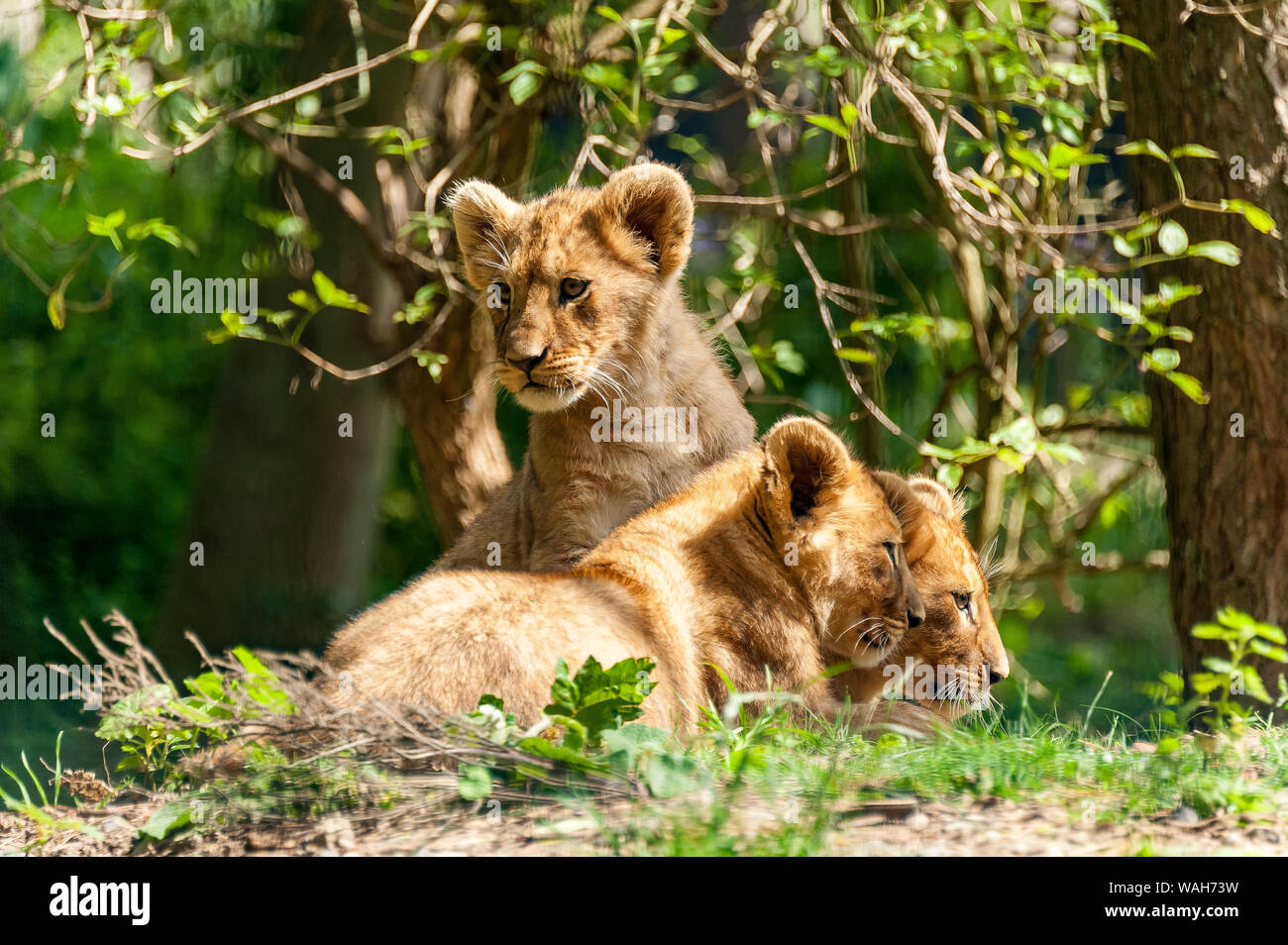 Three Lion Cubs Stock Photo