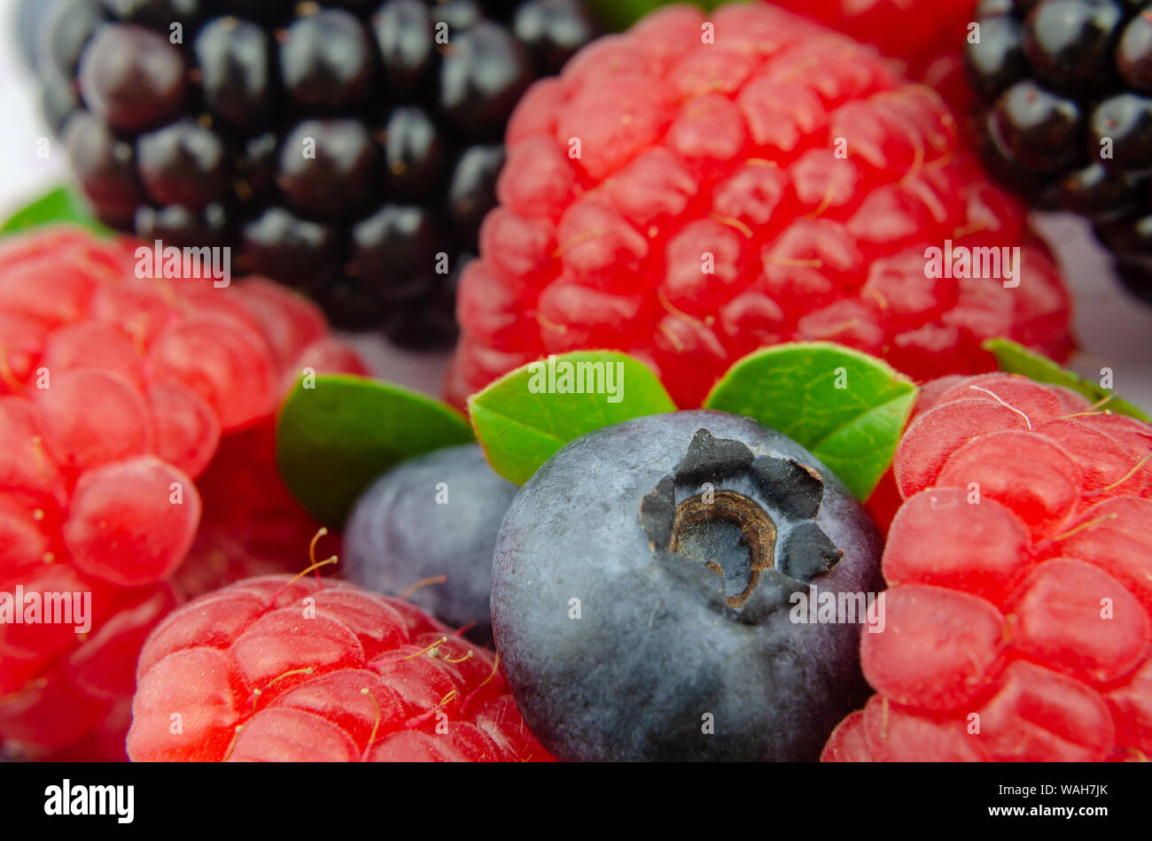 Mix of juicy berries Raspberry, Blueberry, Blackberry with tiny green leaves. Macro photo with the main focus on a blueberry. Stock Photo