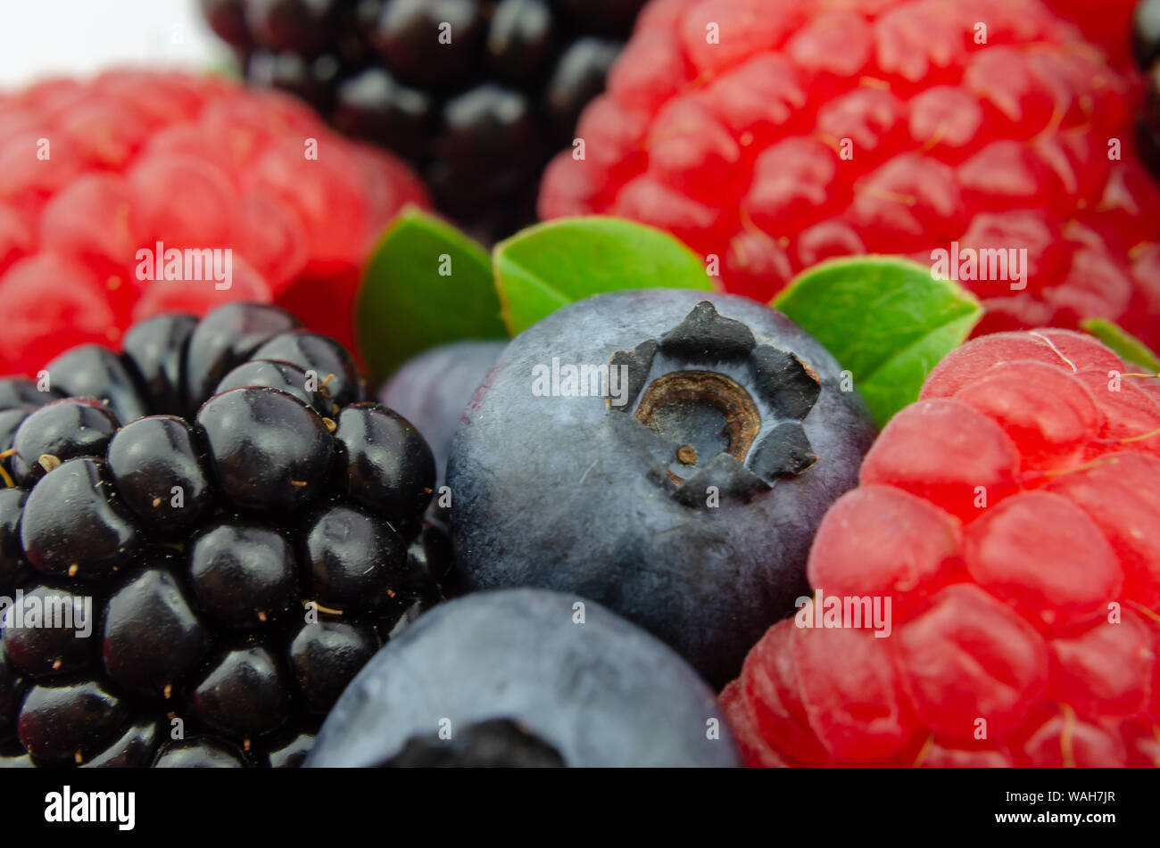 Mix of juicy berries Raspberry, Blueberry, Blackberry with tiny green leaves. Macro photo with the main focus on a blueberry. Stock Photo