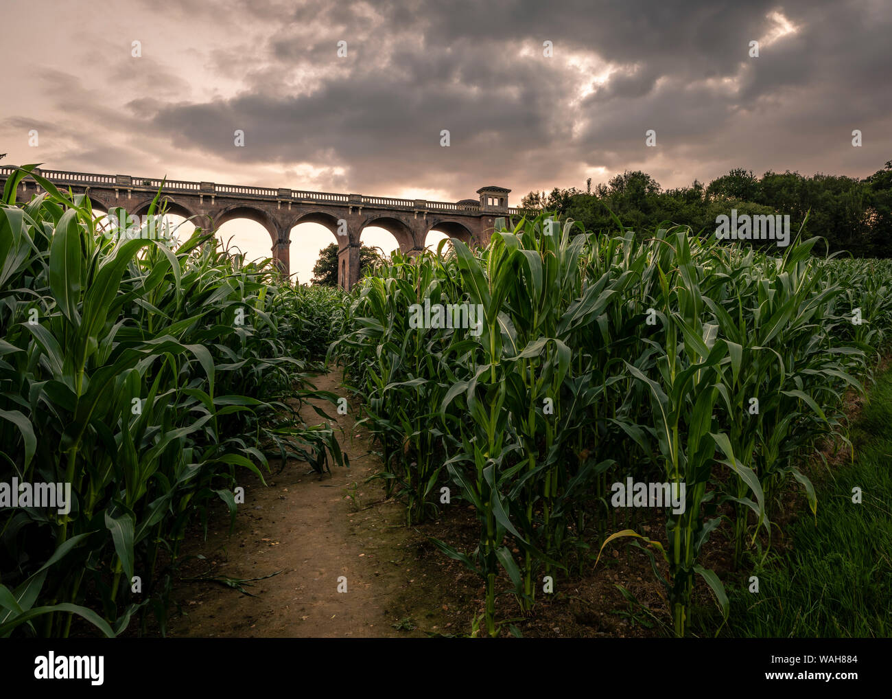 Ouse Valley Viaduct through the corn fields. Stock Photo