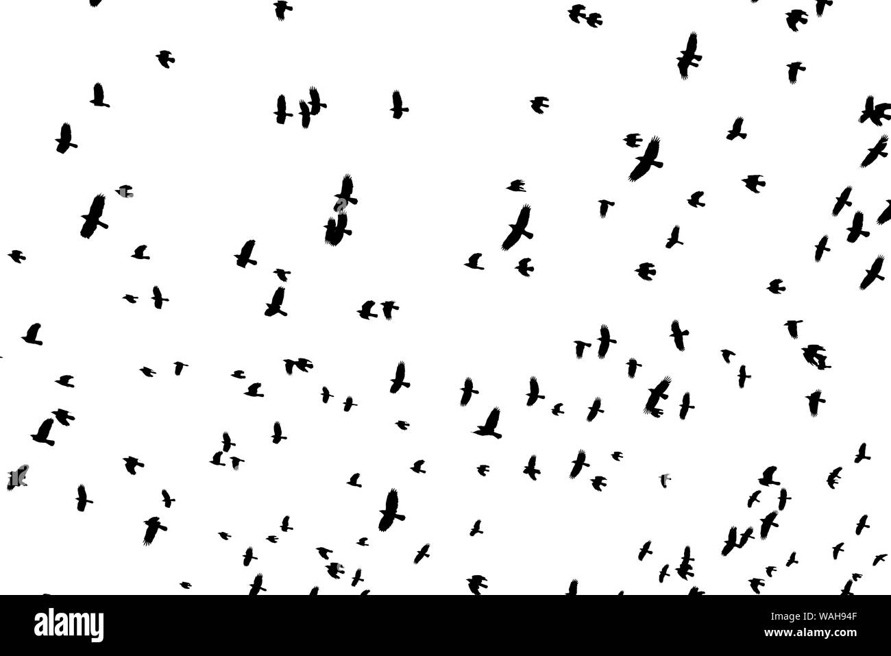 Flock of black bird shapes flying silhouetted against white background. Stock Photo