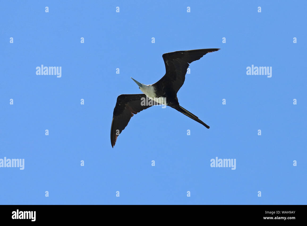 Magnificent frigatebird (fregata magnificens) in flight Stock Photo