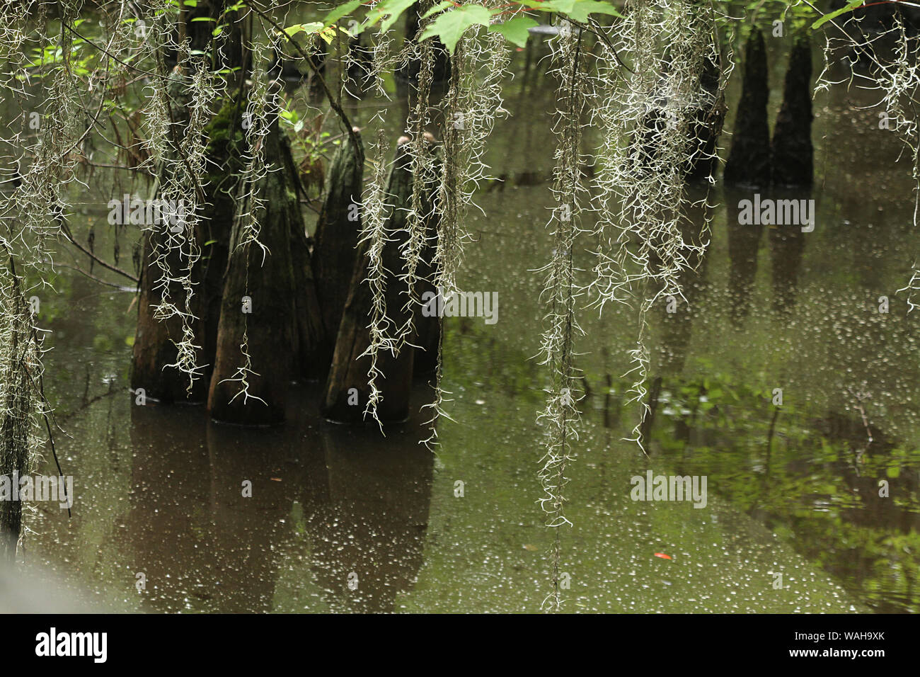 Spanish moss hanging over swamp water Stock Photo Alamy