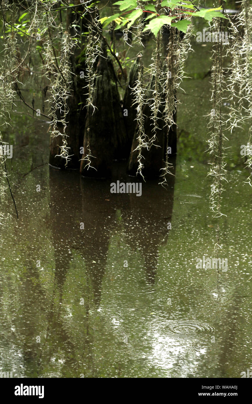 Spanish moss hanging over swamp water Stock Photo