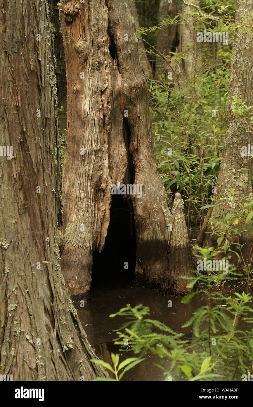 Hollow cypress tree in swamp. Virginia Beach, VA, USA. Stock Photo