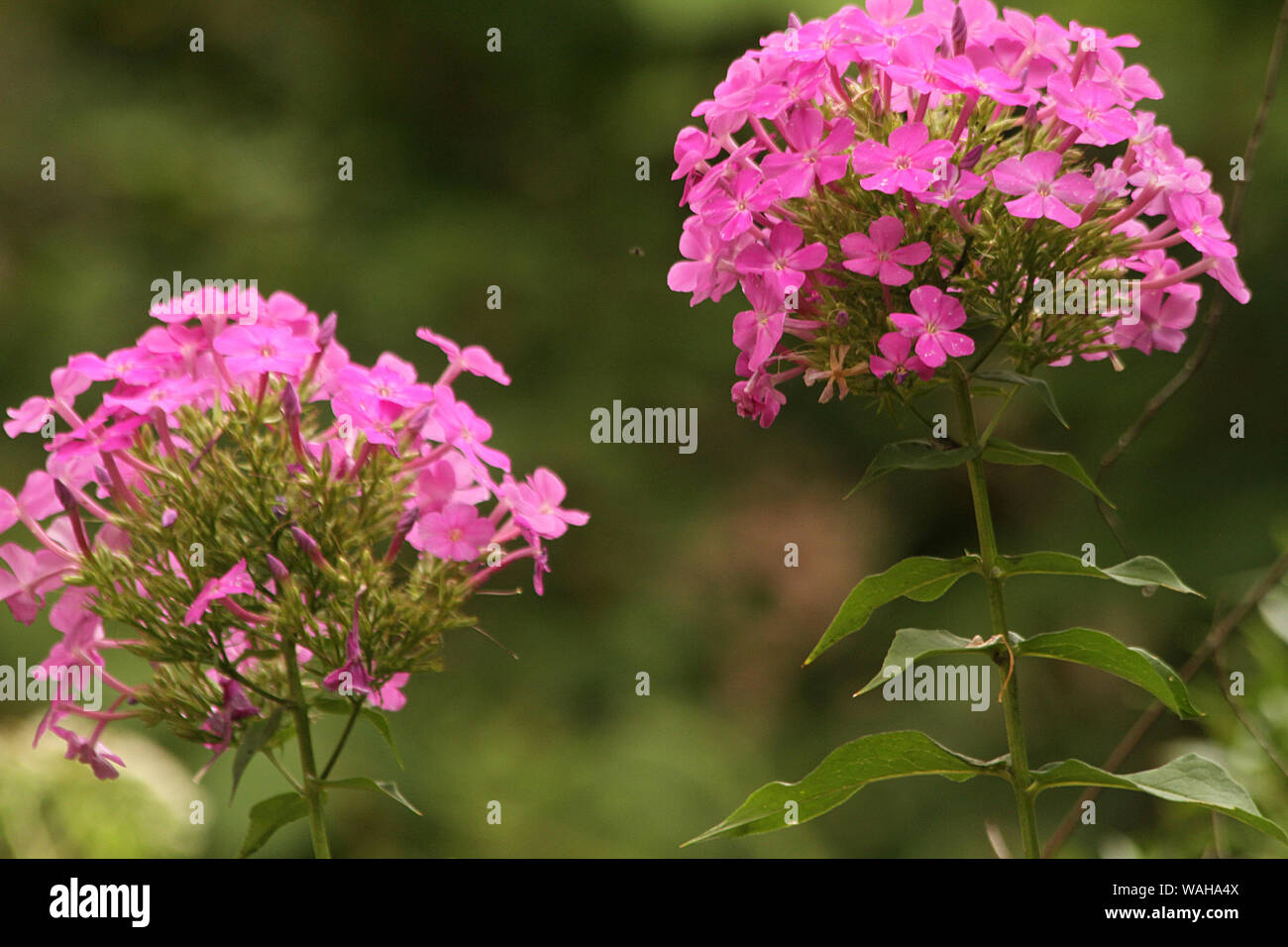 Pink Garden Phlox in bloom Stock Photo
