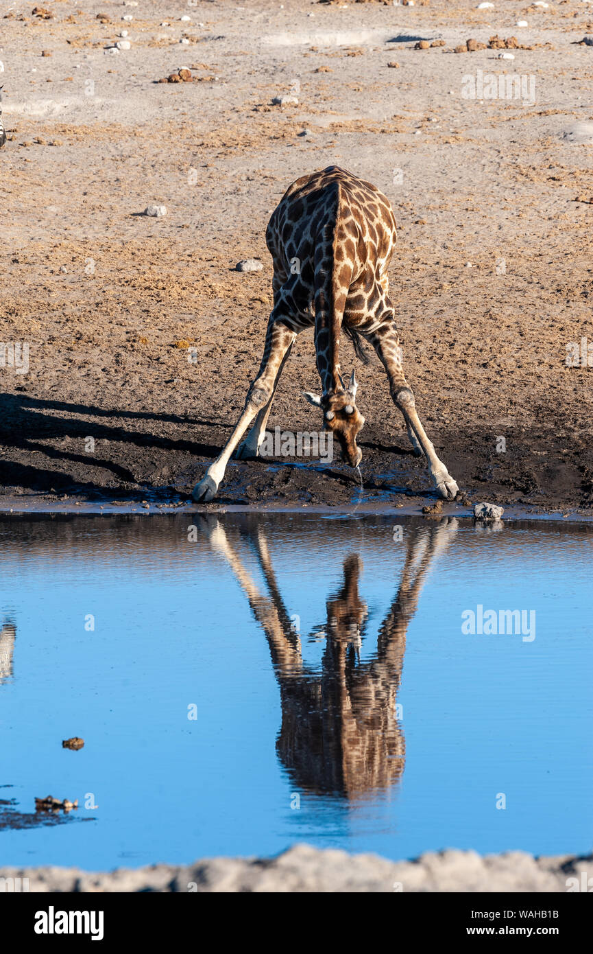 An Angolan, or Namibian, Giraffe - Giraffa camelopardalis angolensis- being reflected in a waterhole in Etosha national park, while drinking. Stock Photo